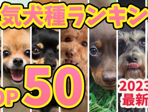 【2023年最新版】人気犬種ランキングTOP50（JKC犬種別犬籍登録頭数）
