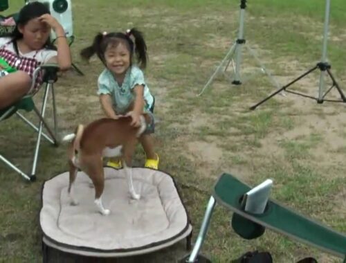 バセンジーと相撲をとる少女３歳　Basenji dogs and taking girls wrestling