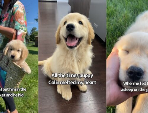 All The Times My Puppy Melted My Heart