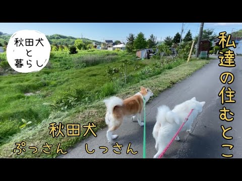 【秋田犬と暮らし】秋田犬のぷっさんしっさんの毎日散歩とキレイな景色。#秋田犬#いぬのいる暮らし #大型犬