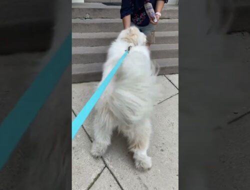 Look at that wagging tail, so much adorable#trending #samoyed #ytshorts #viral#shorts #status #reels