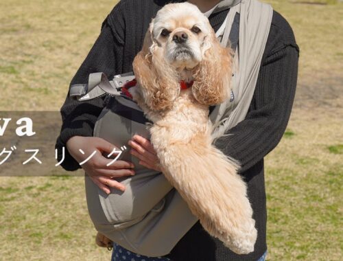 【erva】最高の犬用抱っこ紐ドッグスリングを見つけました｜アメリカンコッカースパニエル