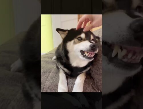 【衝撃映像】怖い顔で唸る柴犬にキスしてみました