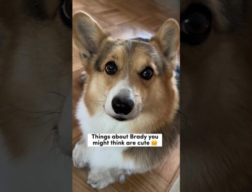 Things About My Corgi You Might Find Cute #corgi #dogs