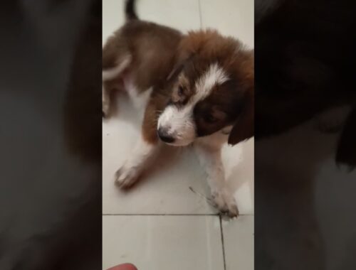 The Secret Behavior of Cute Puppy Wiggles Tail