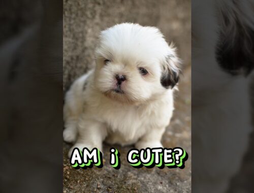 Am I cute? #cute #puppy #dog #shorts