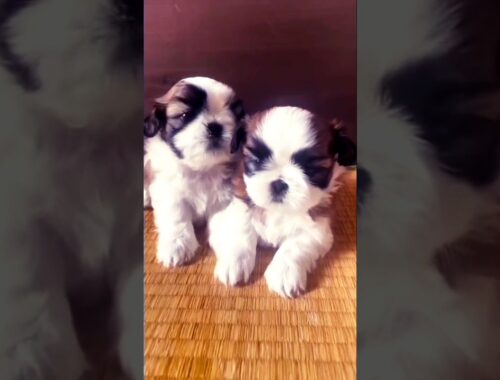 Cuteness overload, Smart Cute Puppies, Persian puppies