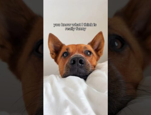 All bite, no bark 🤷‍♀️ who can relate? 😂 #cattledog #australiancattledog #dogmom