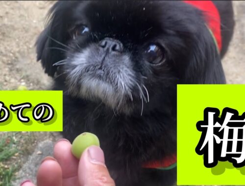 【梅拾う】初めての光景を、眺めるペキニーズ犬 #dog  #peki  #いぬ  #犬のいる暮らし #保護犬  #いぬすたぐらむ