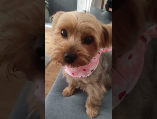Yorkie loses smart summer haircut Yorkshire terrier
