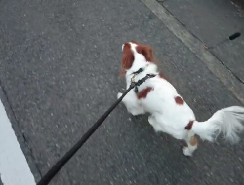 キャバリア・キング・チャールズ・スパニエル【Cavalier King Charles Spaniel】かわいいペット犬の散歩キュートな動画