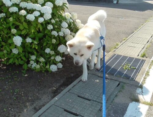 【秋田犬ゆうき】全部が夏毛になったので暑くてもしっかり歩いて飼い主をお散歩させてます【akita dog】
