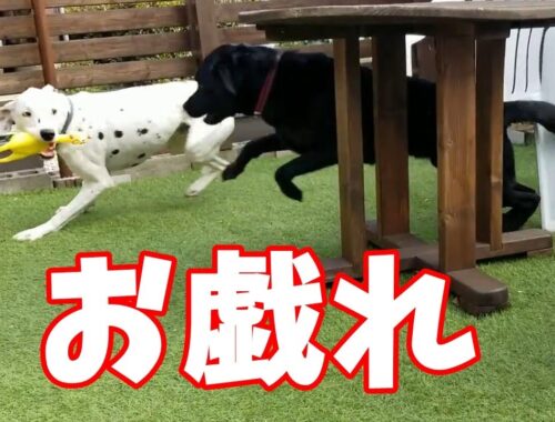 お戯れ【黒ラブとダルメシアン】｜A black lab and a Dalmatian play together　(with English subtitles)