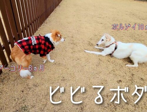 【パピヨンとボーダーコリー】ドッグランで初めてボルゾイを見てビビるボーダーコリー子犬