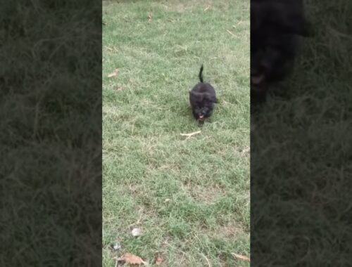 see  how  40 days old lhasa apso puppy run