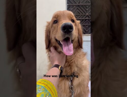 #goldenretrieverpuppy #dogbreed #puppyvideos #goldenretriever #doglover #india #dog #love