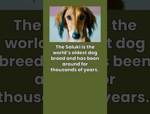 What is the oldest dog breed? #dog #facts