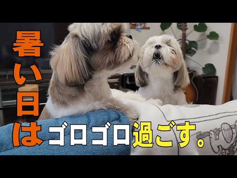 【シーズー】暑い夏の過ごし方♪涼しい部屋でゴロゴロ楽しく過ごしましょ♡#愛犬#アジリティー#愛犬との日常 【シーズー】暑い夏の過ごし方♪涼しい部屋でゴロゴロ楽しく過ごしましょ♡#愛犬#アジリティー#愛犬との日常