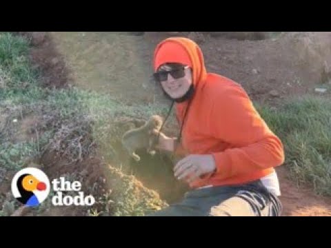 Man Finds 9 Puppies In A Hole And Comes Up With The Best Idea To Lure Their Mama In | The Dodo