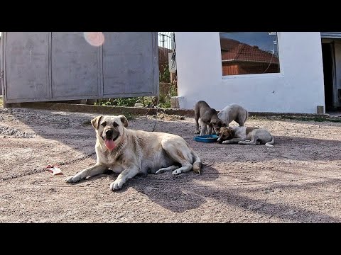 Stray Mama Dog Asked Us to Help her Puppies