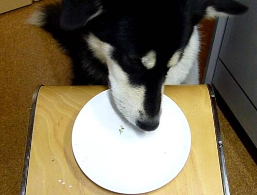 青汁を飲む犬　アラスカンマラミュート