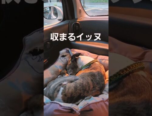 すっぽりイッヌ。おりこうウィペットカイトちゃん。 Whippet Dog KAITO Just Fit Sleeping FUKUOKA JAPAN.