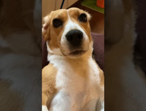 お風呂を拒否するビーグル犬 #beagle #いぬすたぐらむ #いぬ