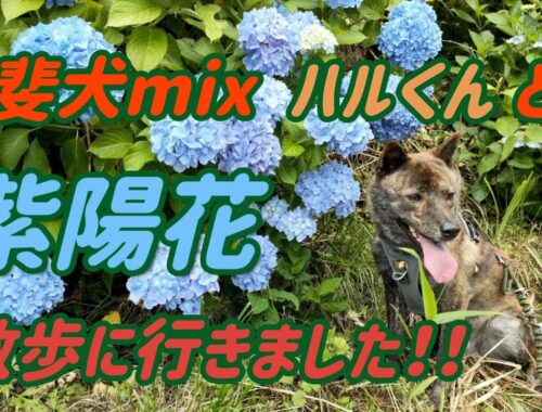 【甲斐犬 mix  ハル】6月なので 紫陽花を見に 散歩してきました！