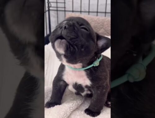 Puppy argues with owner PART-2 #shorts #frenchbulldog