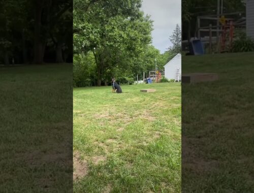 Lure/ Toy Driven Dog  Training 🪄#obedience  #dogtraining #funnydogs #trending #funnyshorts