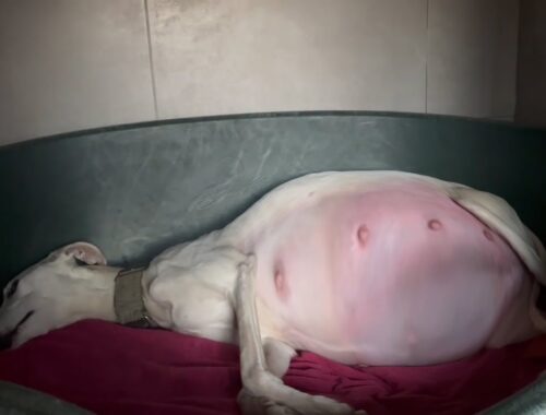 Galgo Dog Gave Birth to Extremely Cute Puppies After So Much Misfortune...