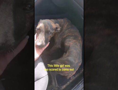 Abandoned Puppy Scared & Run To Hides In A Drain