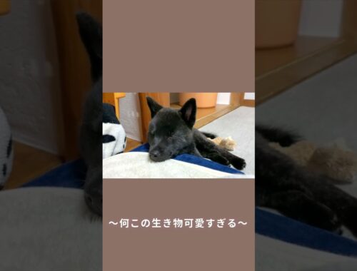 【甲斐犬】飼い主のお布団を枕にして眠る甲斐犬の子犬が可愛すぎる！