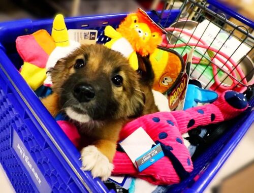 NEW PUPPY GOES ON SHOPPING SPREE!