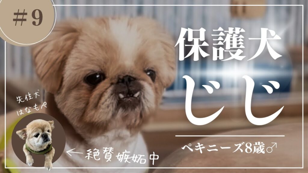 【#9】甘えん坊ペキニーズと嫉妬心むき出しの先住犬:保護犬生活2ヶ月目 【#9】甘えん坊ペキニーズと嫉妬心むき出しの先住犬:保護犬生活2ヶ月目