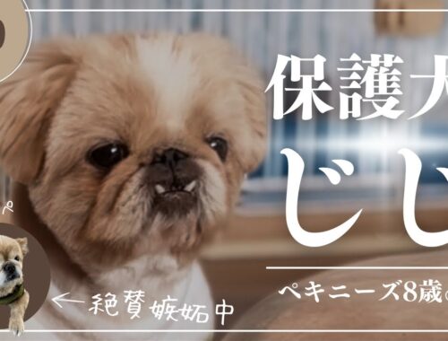 【#9】甘えん坊ペキニーズと嫉妬心むき出しの先住犬：保護犬生活2ヶ月目