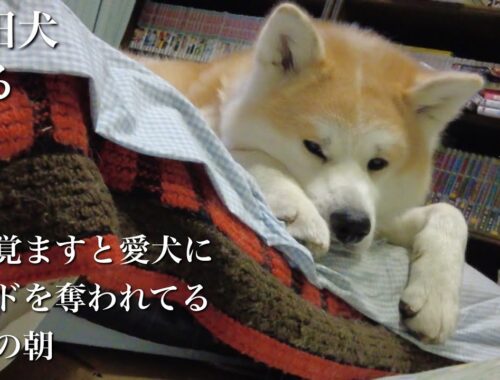 秋田犬ともぐら家族　はる、目を覚ますと愛犬にベッドを奪われてる朝