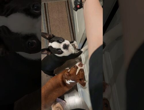 They REALLY Wanted To Go 😂#shorts #viral #bostonterrier #funny