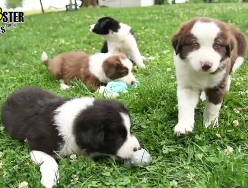 Sweet Border Collie Puppies