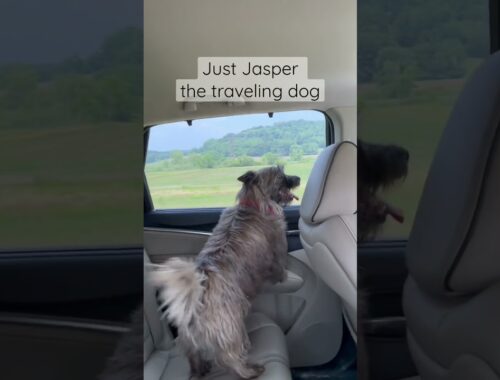 Dog accidentally opened the car window | Traveling dog | EP 3