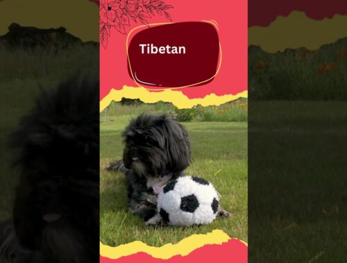 List of Tibetan dog breeds! #pet #shorts #dogbreeds