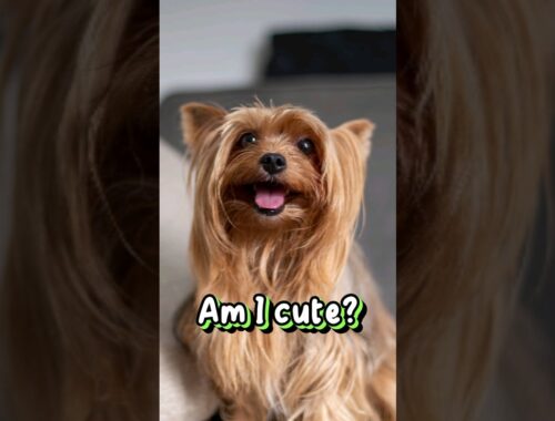 Am I cute? #cute #puppy #fyp #shorts