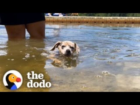 Rescue Puppies Get Matched With Kids At Summer Camp | The Dodo