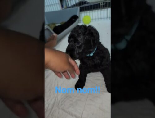 Kerry  Blue Terrier Puppies  trying to bite me 😍😍 #dog #puppy