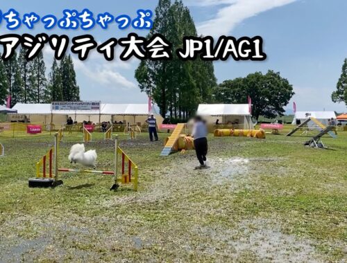 【JKCアジリティ大会】水溜りちゃっぷちゃっぷ【日本スピッツ☆もち】