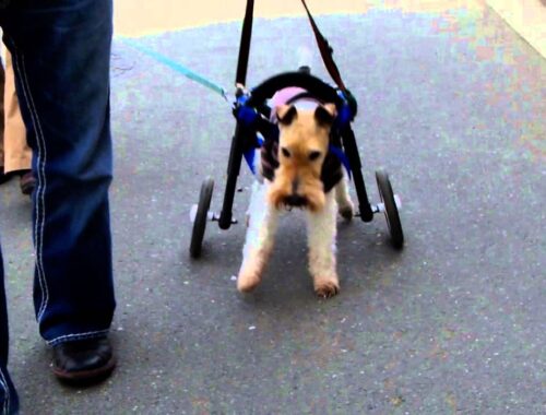 ワイヤーフォックステリア　Qちゃん1　犬の車椅子