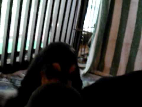 離乳食を食べるバセットハウンド子犬達 BassetHound puppy