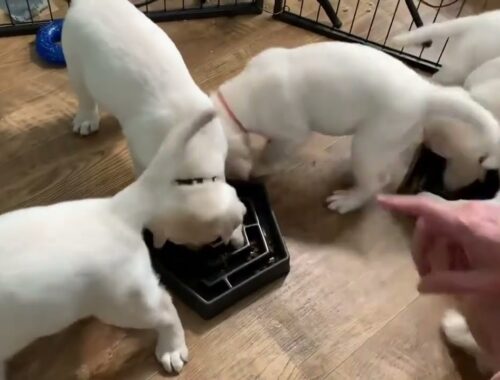 A Puppy Feeding Frenzy! #cutepuppies #labrador