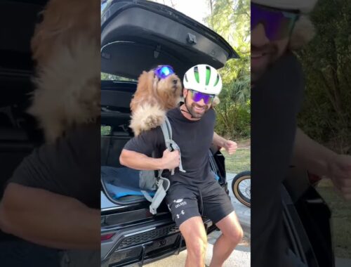 This is the coolest dog in the world! @AventonBikesVideos #ebike #goldendoodle #dogdad