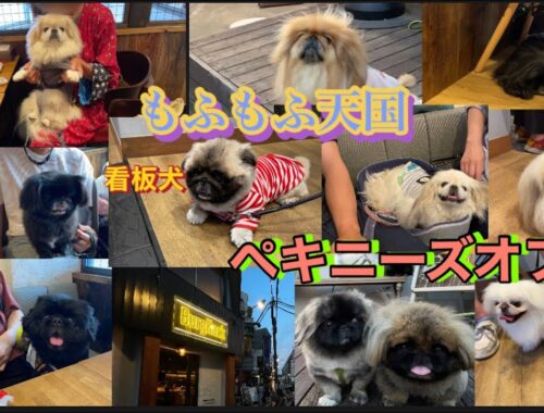 【綾瀬】ペキニーズの看板犬がいるハンバーガー屋さんでペキニーズオフ会！もふもふ天国でした！